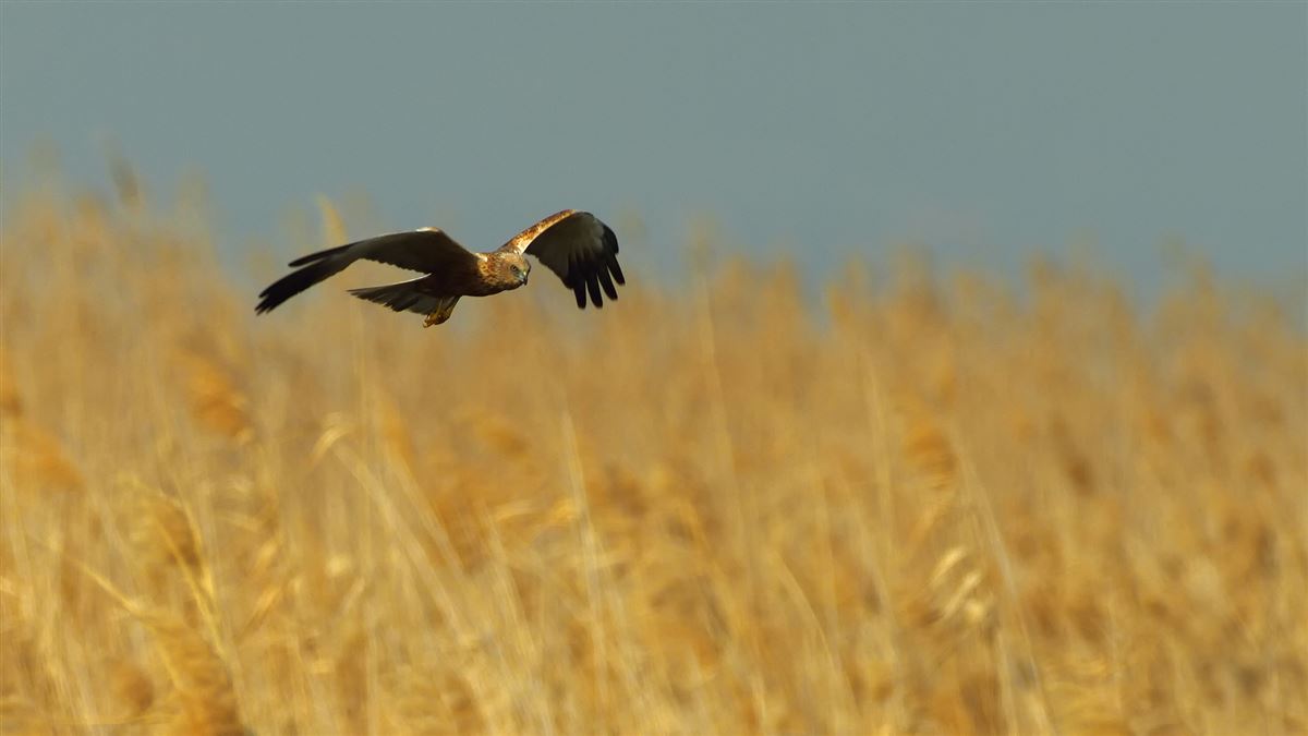 Western Marsh Harrier