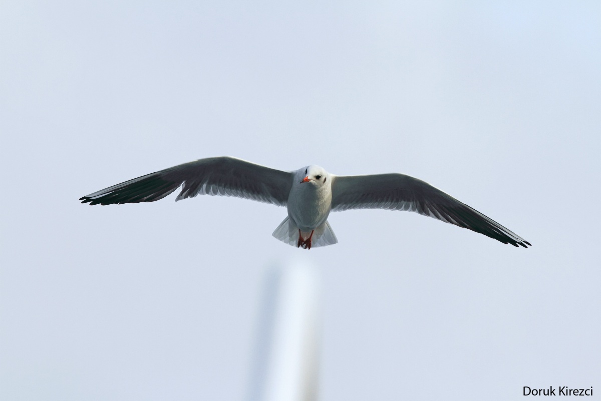 Black-headed Gull