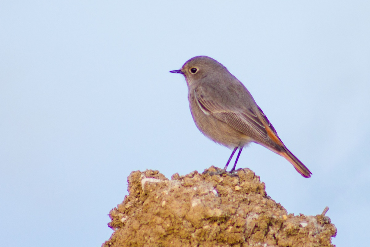 Black Redstart