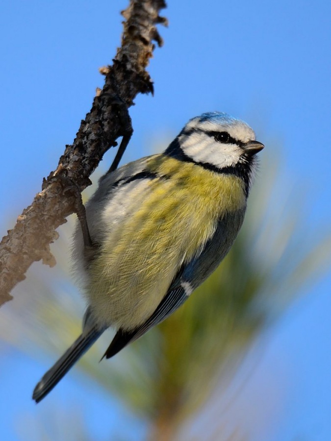 Eurasian Blue Tit
