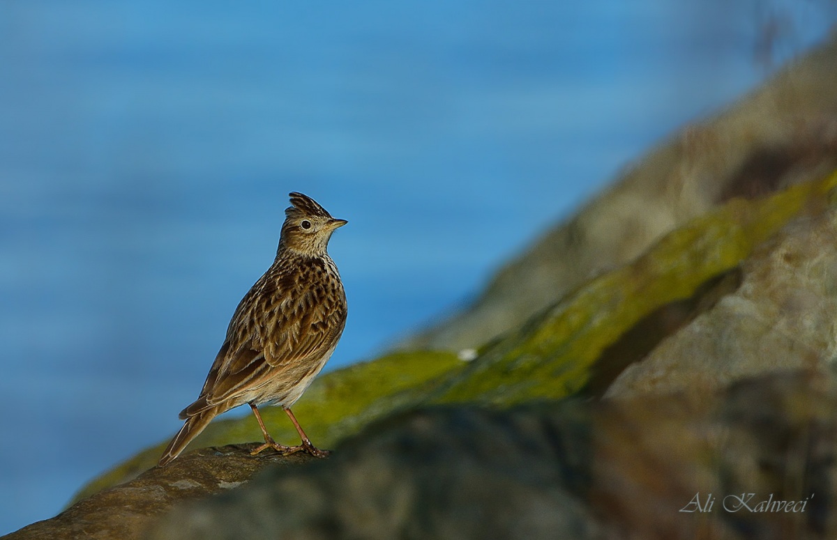 Eurasian Skylark