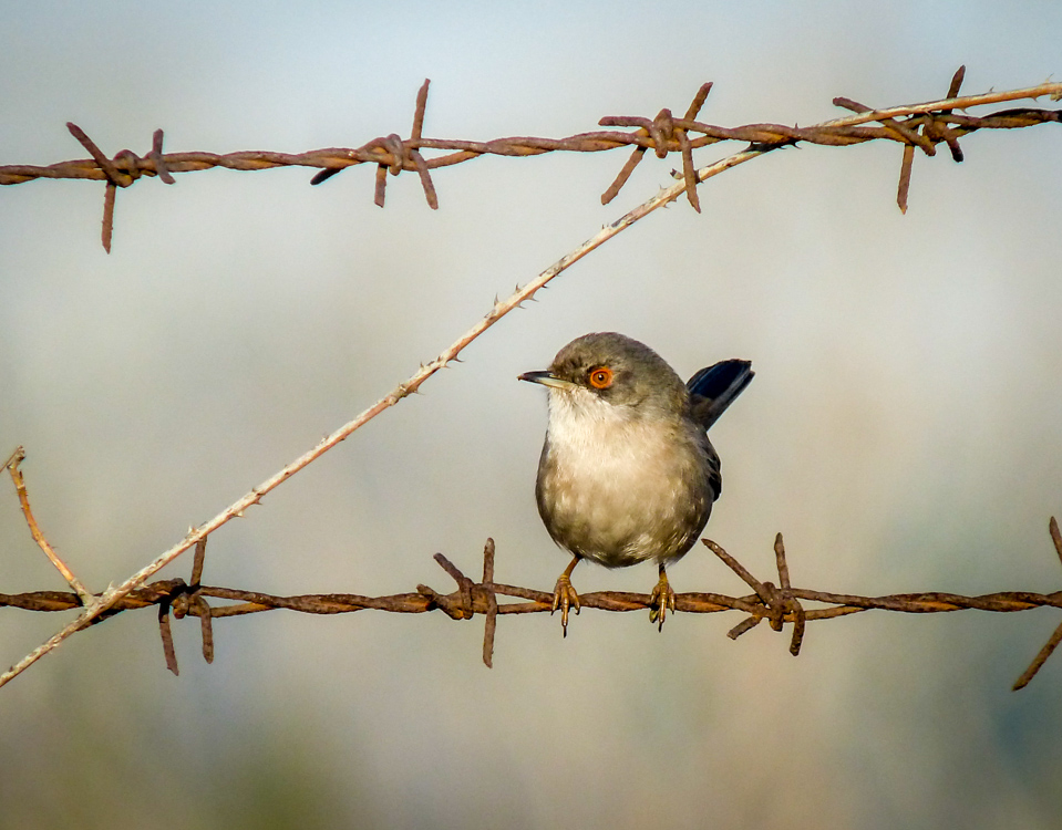Sardinian Warbler