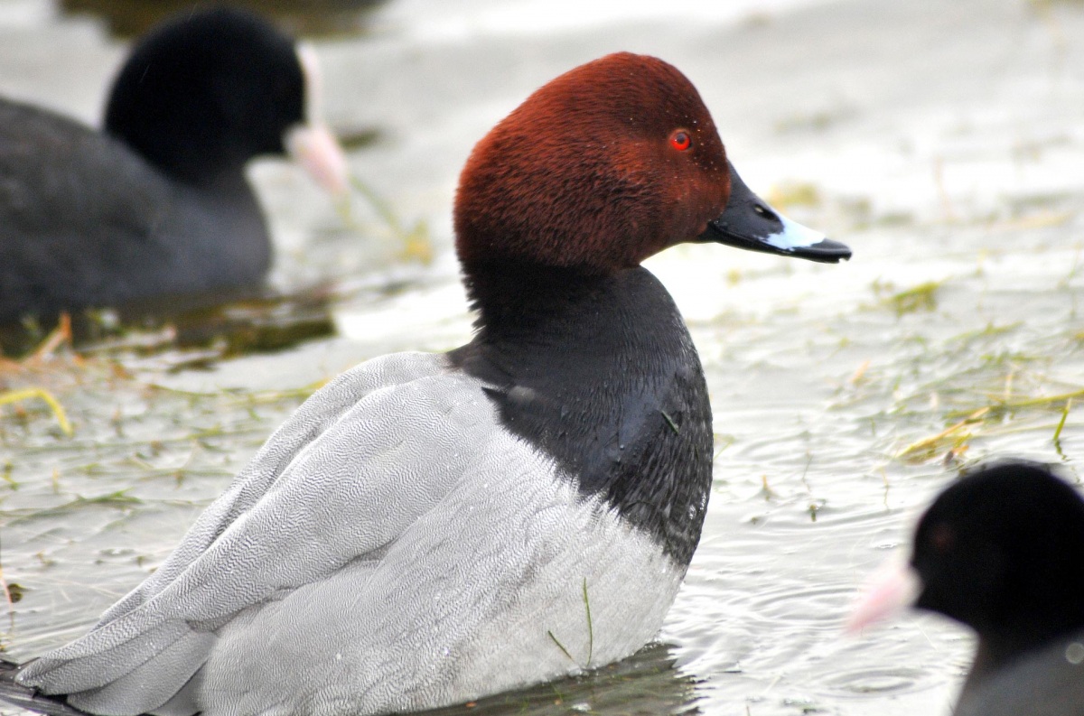 Common Pochard