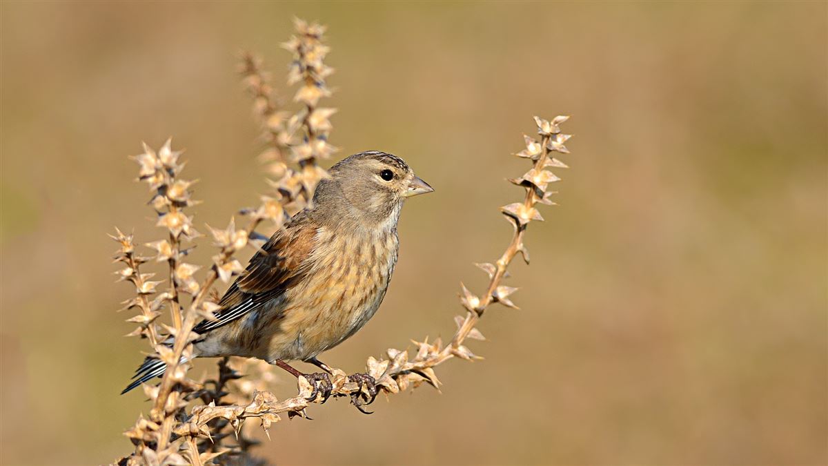 Common Linnet