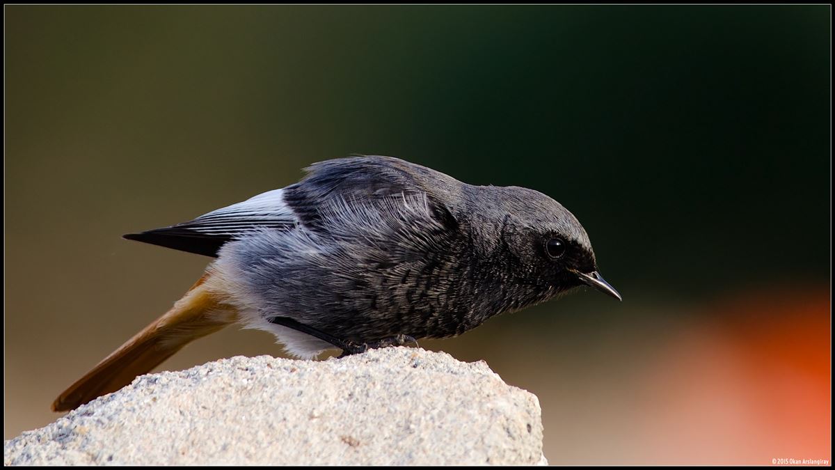 Black Redstart