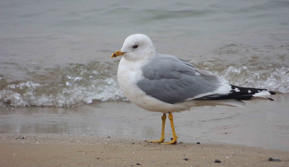 Common Gull