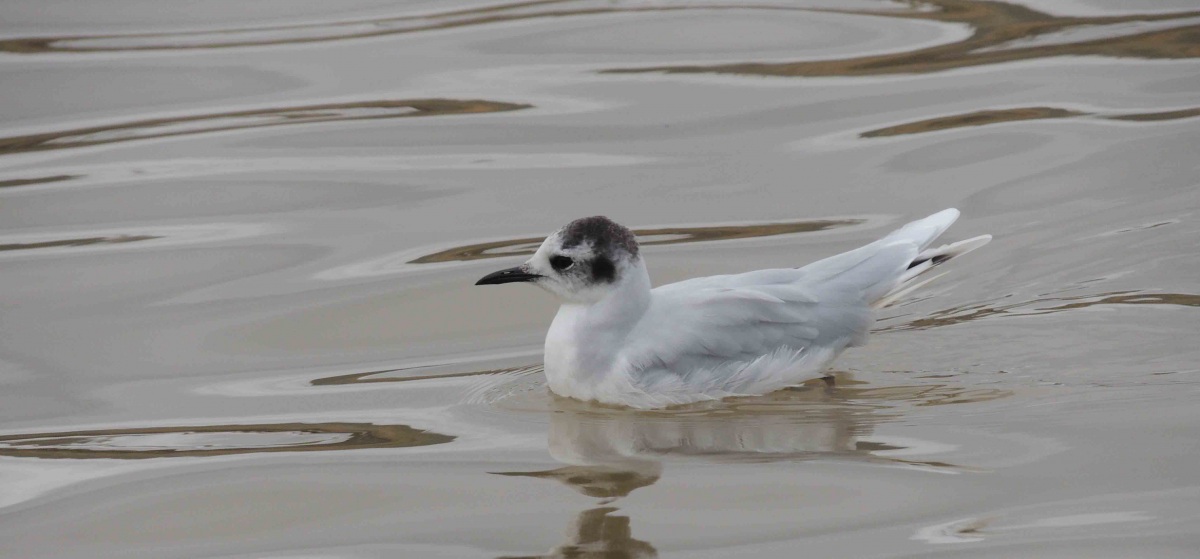 Little Gull