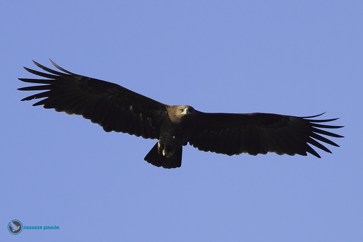 Greater Spotted Eagle