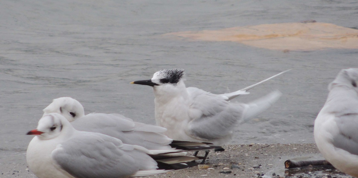 Karagagalı Sumru