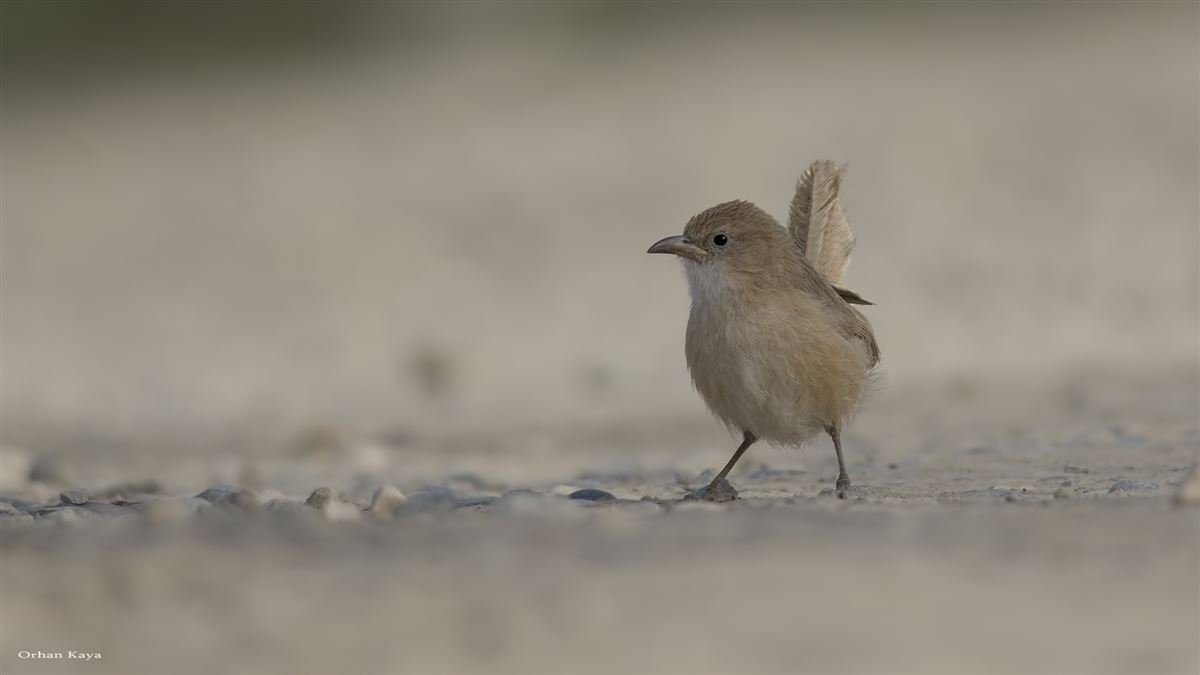 Iraq Babbler