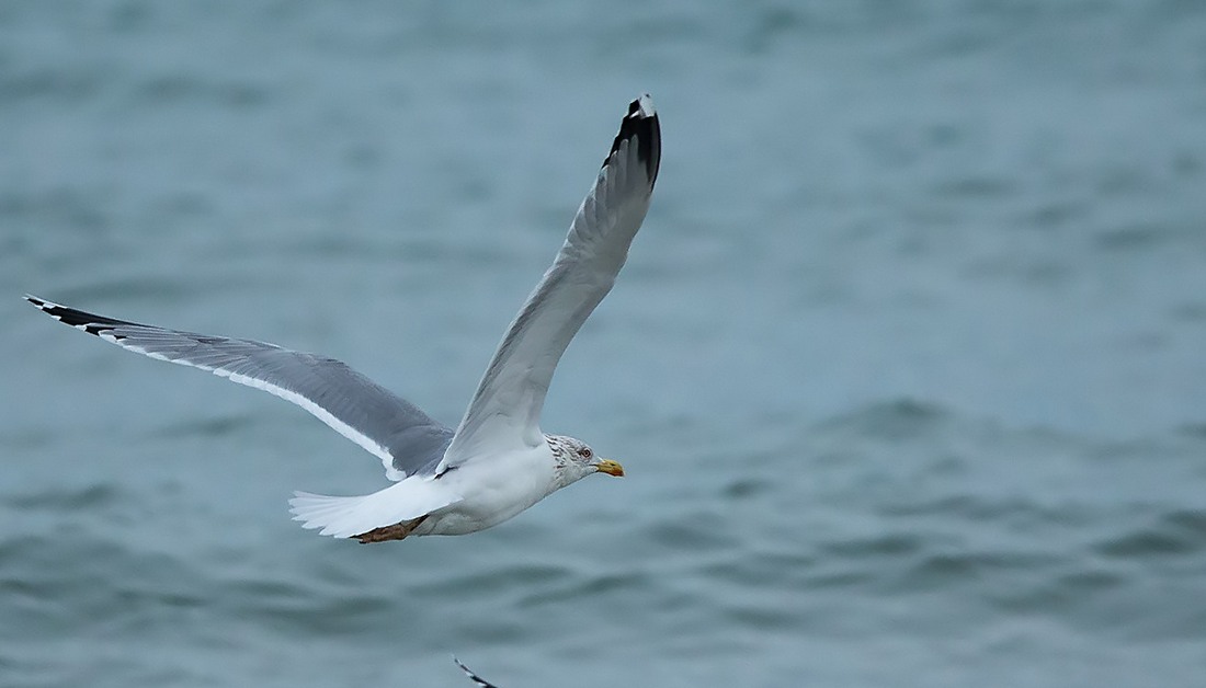 European Herring Gull