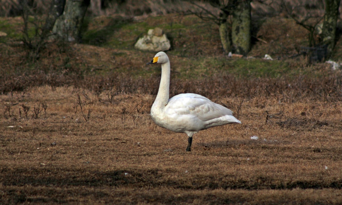 Whooper Swan