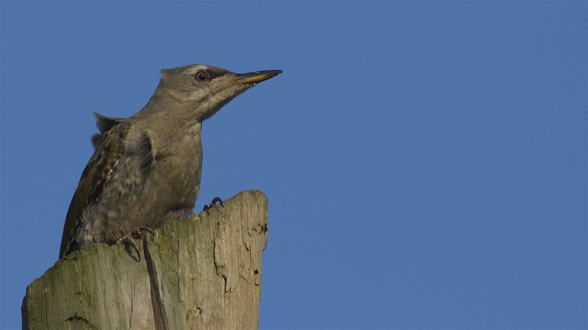 Grey-headed Woodpecker
