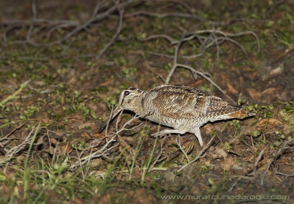 Eurasian Woodcock