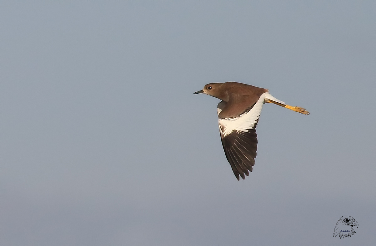 White-tailed Lapwing