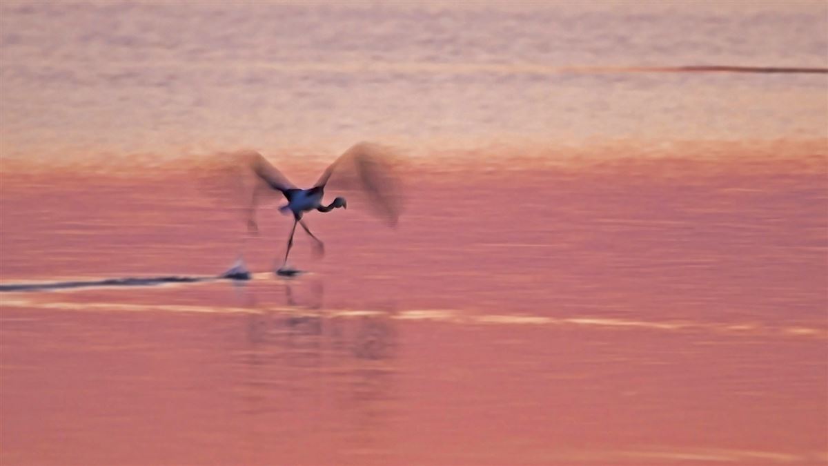 Flamingo
