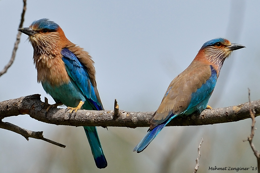 Indian Roller