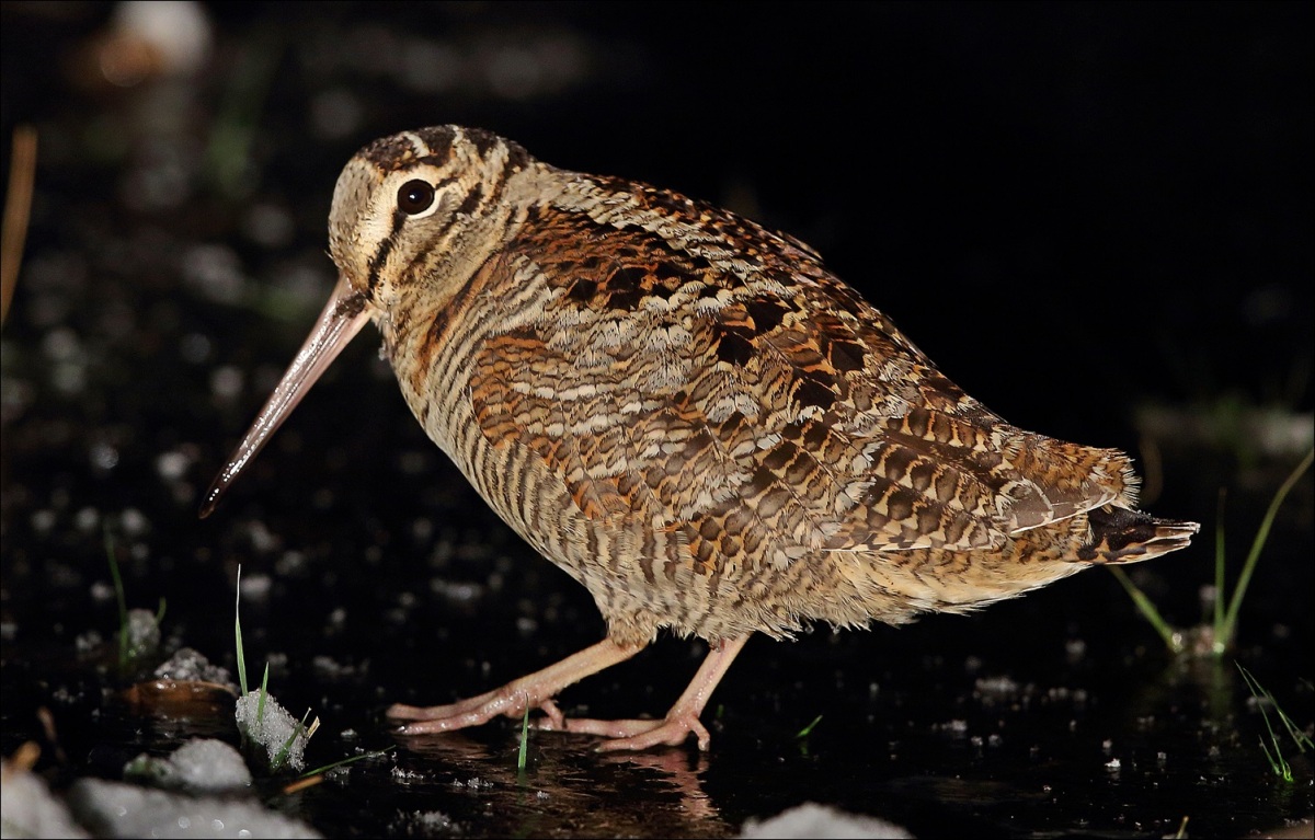 Eurasian Woodcock