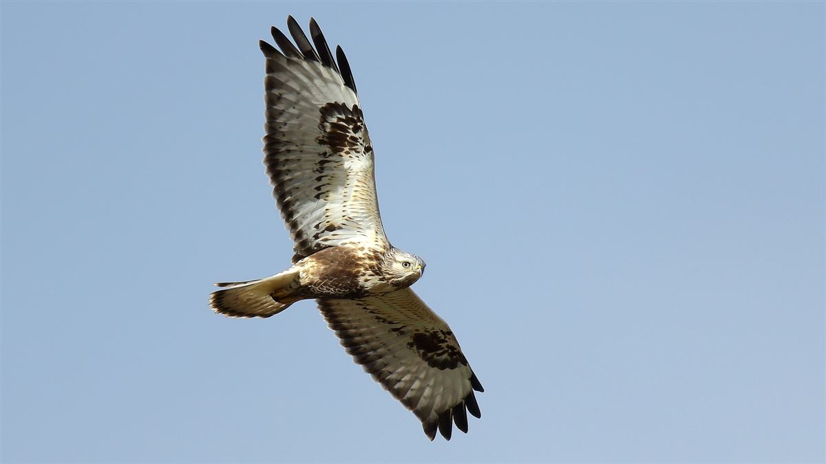 Rough-legged Buzzard