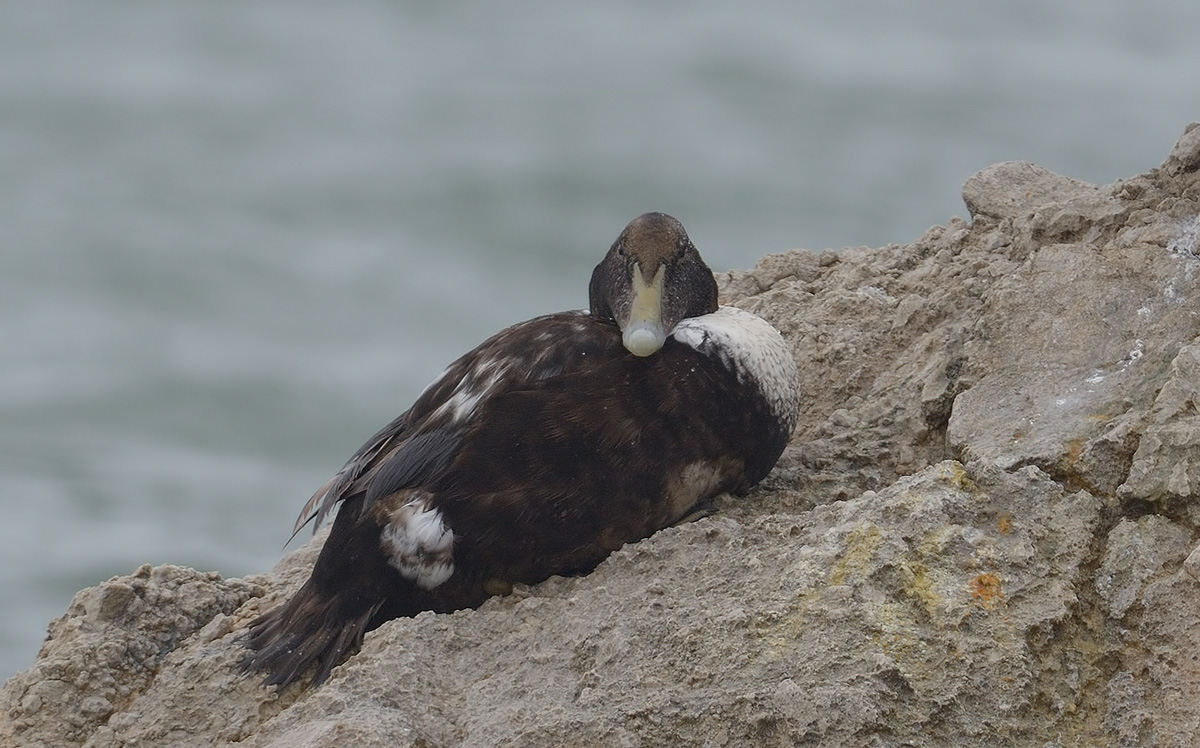Common Eider
