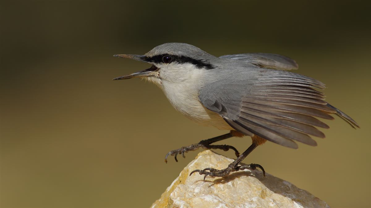 Western Rock Nuthatch