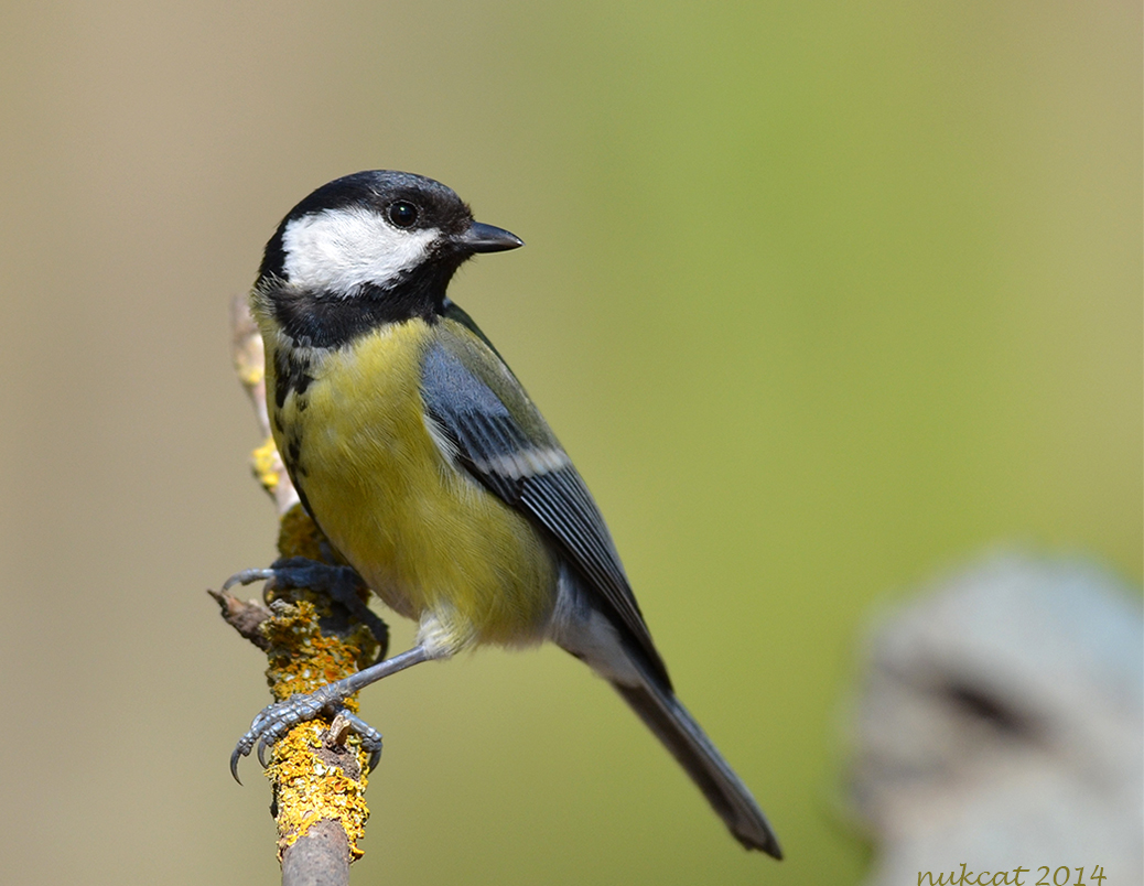 Great Tit