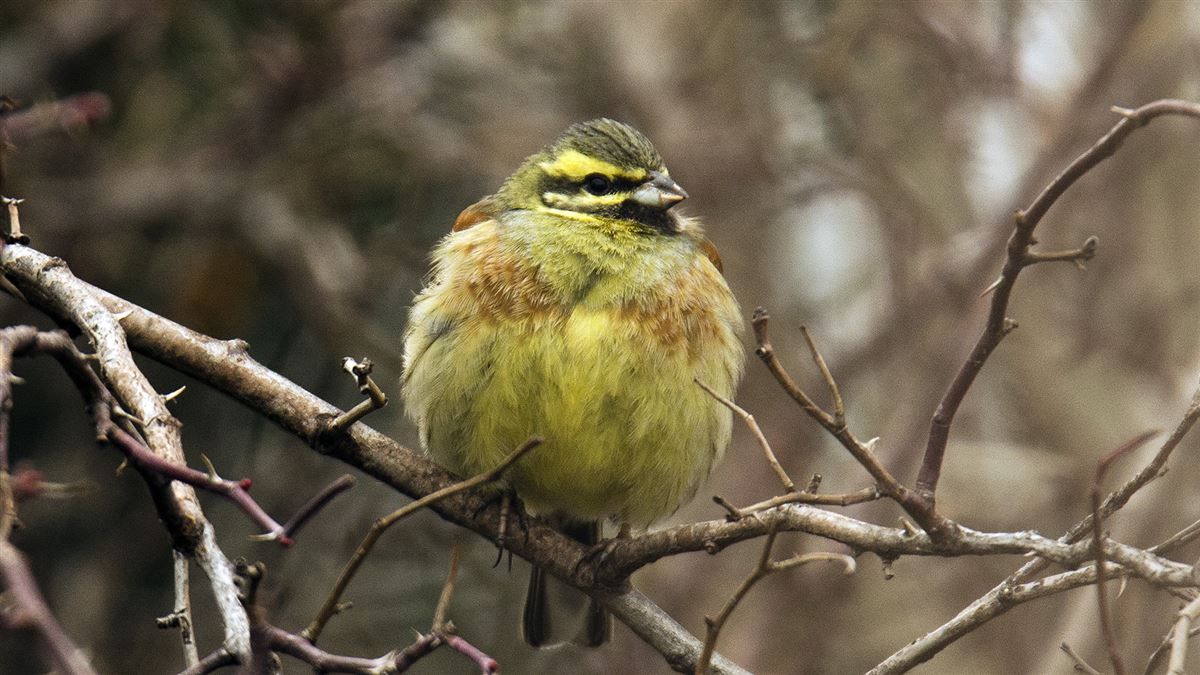Cirl Bunting