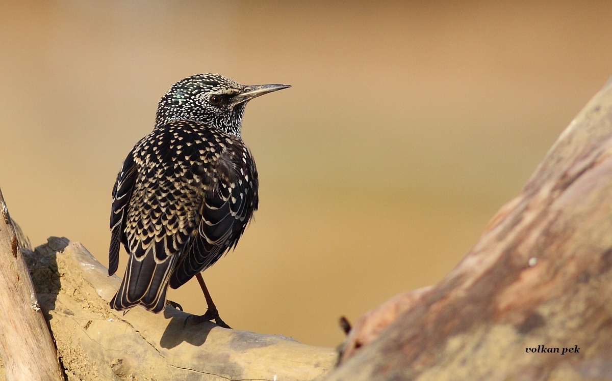 Common Starling