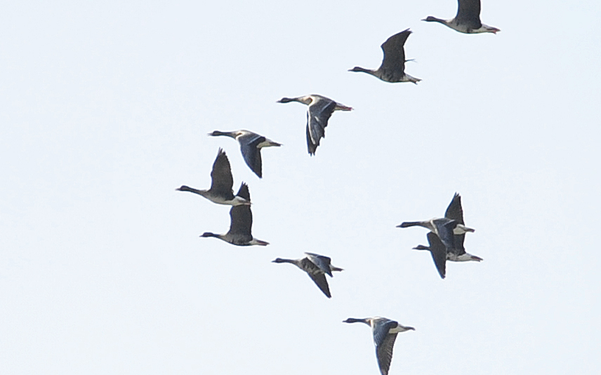 Lesser White-fronted Goose