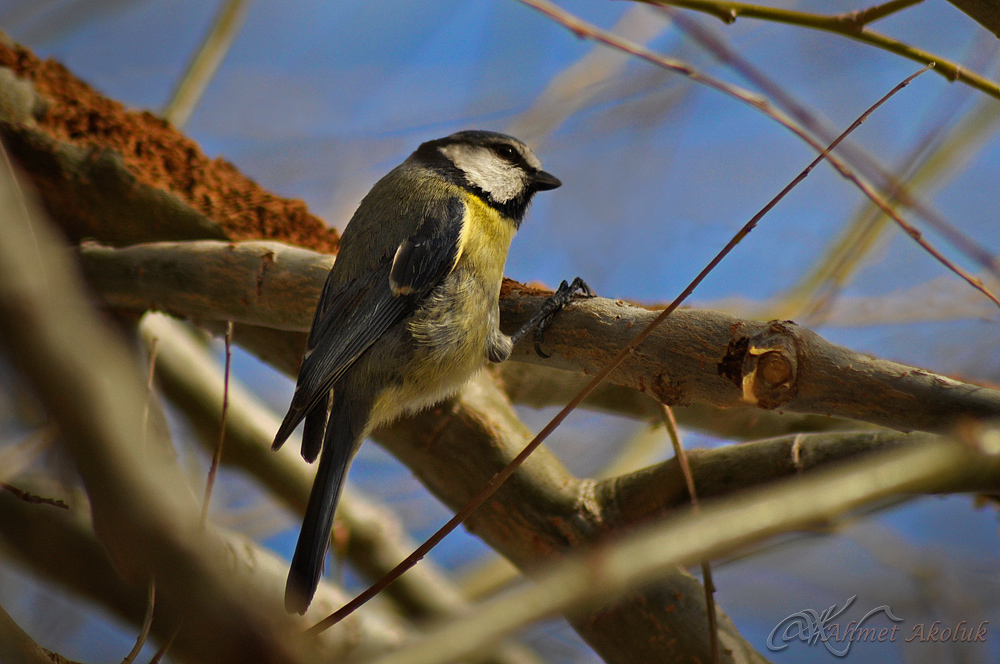 Eurasian Blue Tit