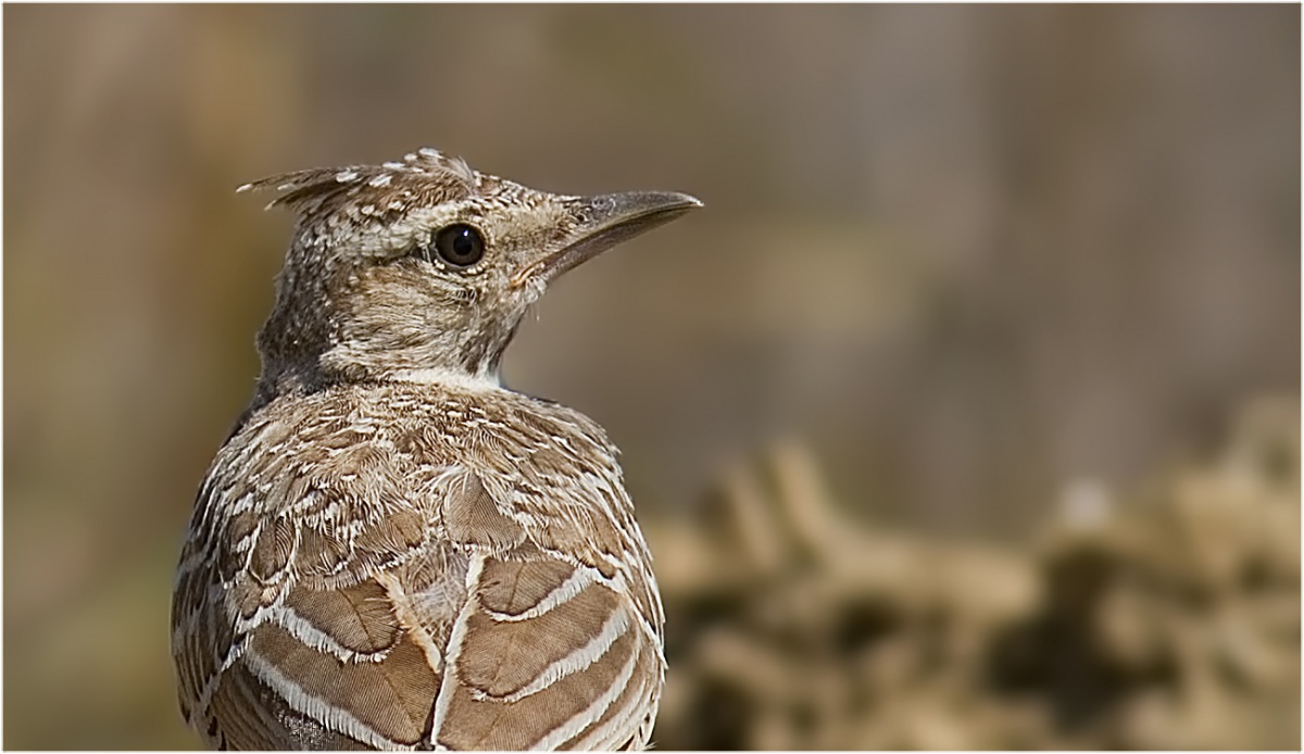 Crested Lark