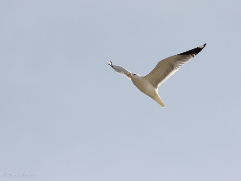 Common Gull