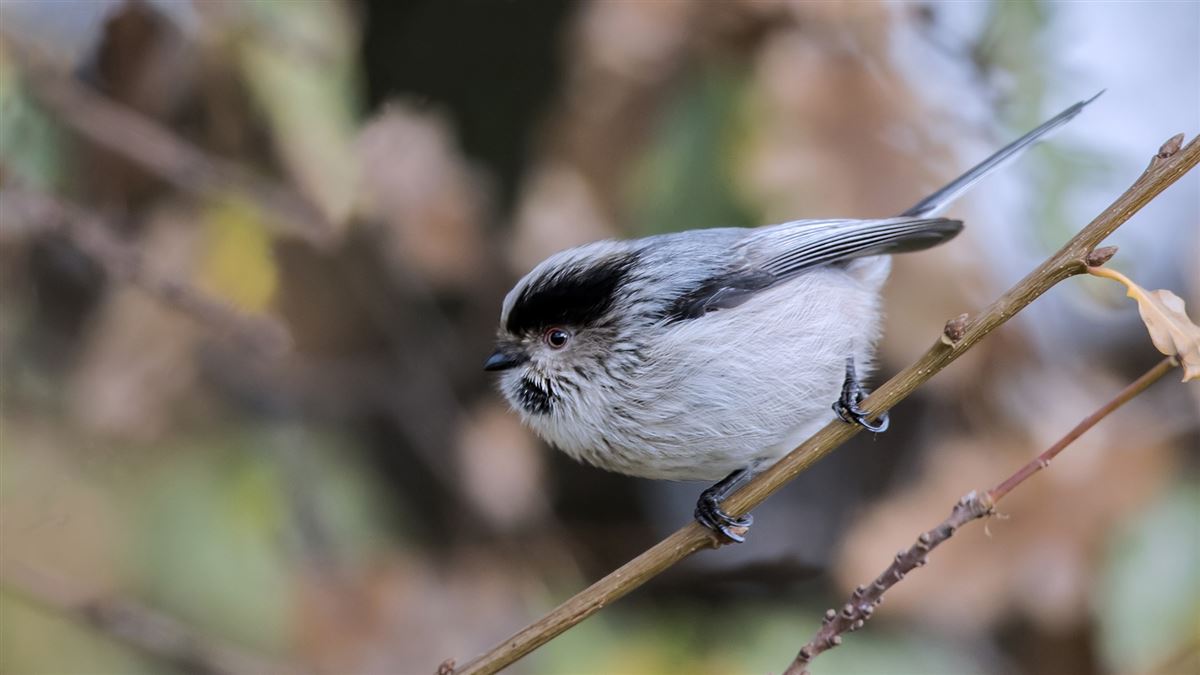 Long-tailed Tit