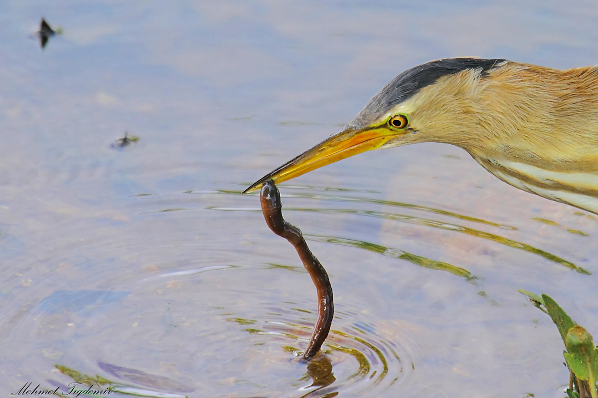 Little Bittern