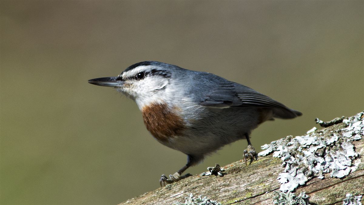 Krüper`s Nuthatch