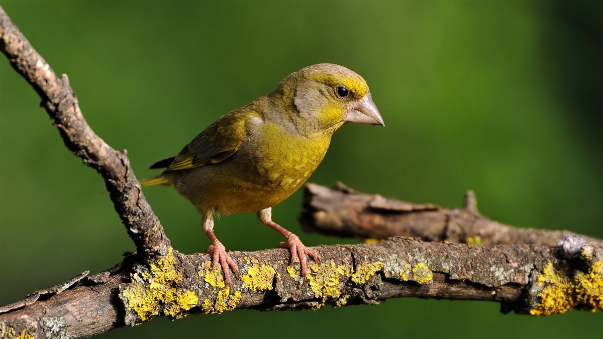 European Greenfinch