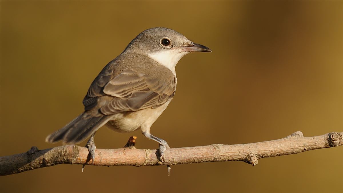 Eastern Orphean Warbler
