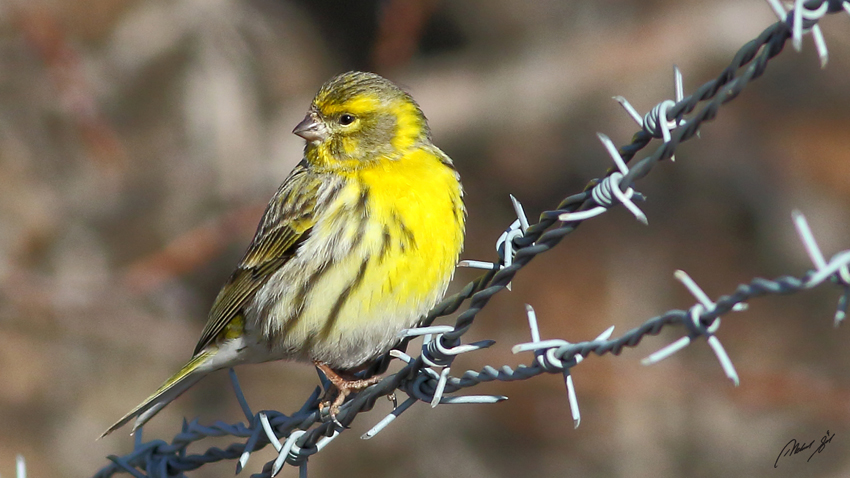 Küçük İskete