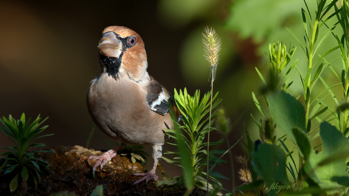 Kocabaş