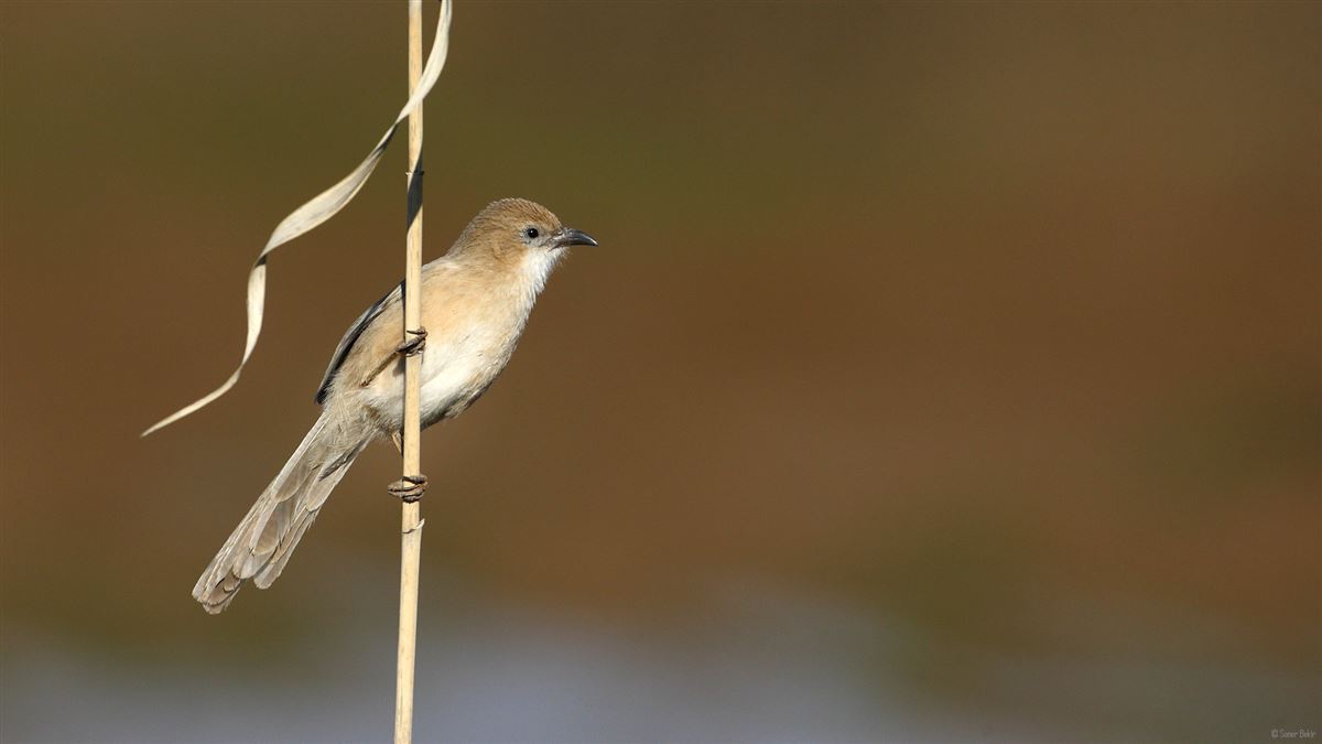 Iraq Babbler