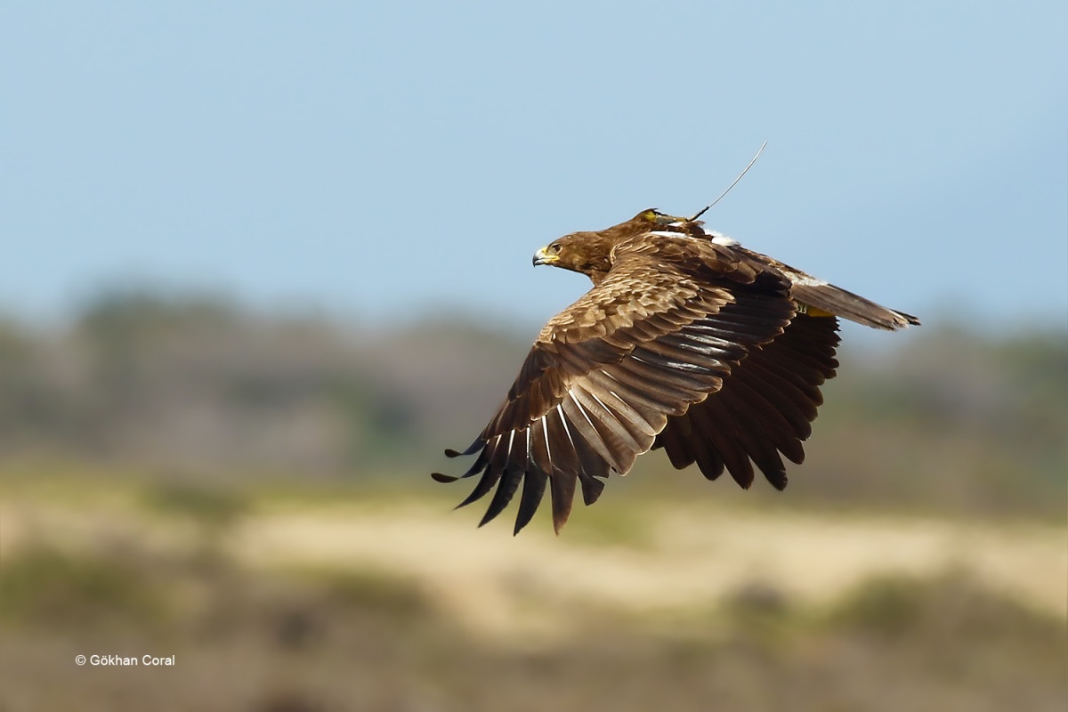 Greater Spotted Eagle