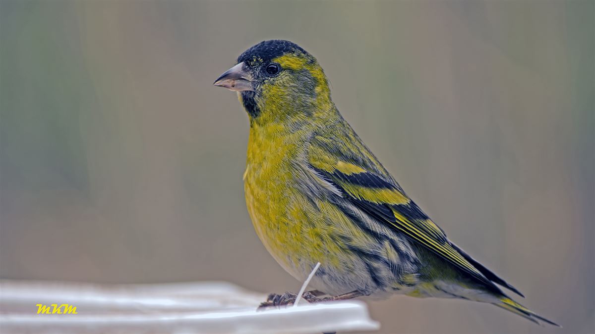 Eurasian Siskin