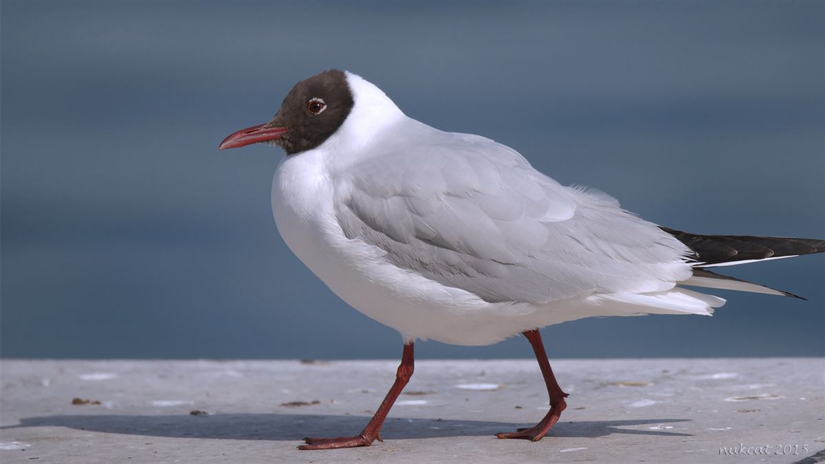 Black-headed Gull