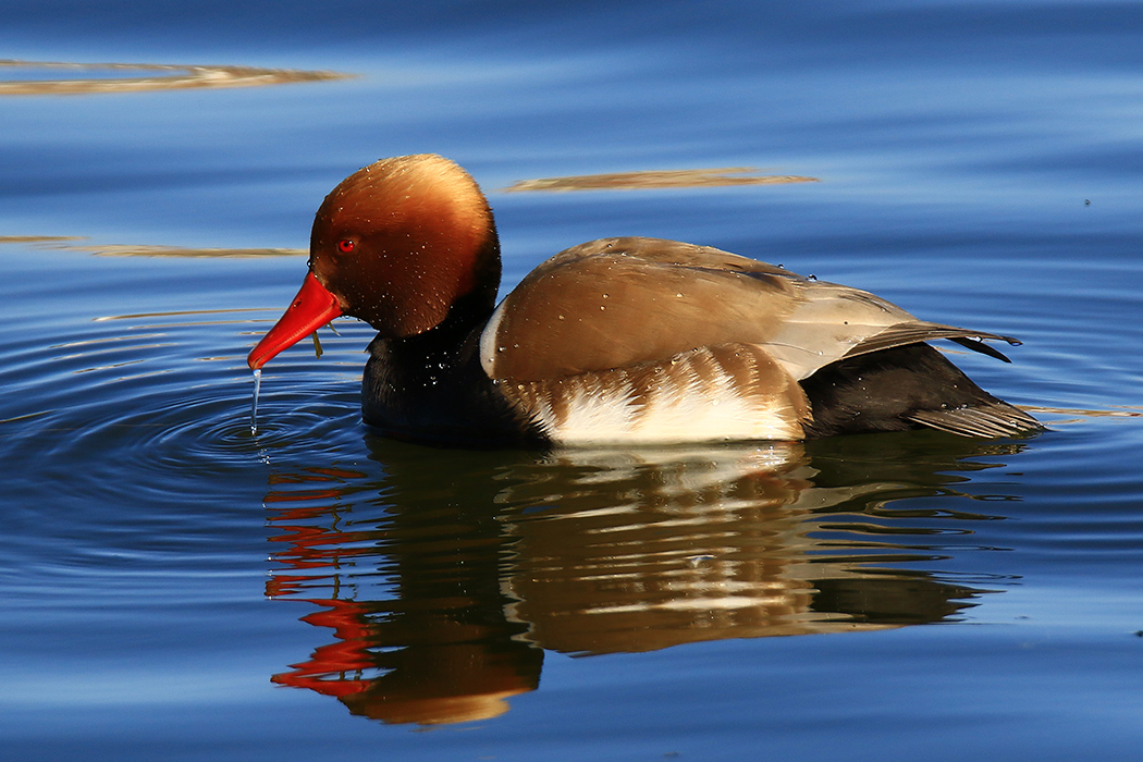Red-crested Pochard