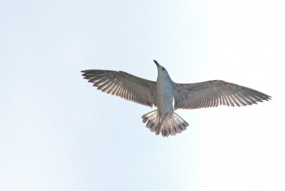 Caspian Gull