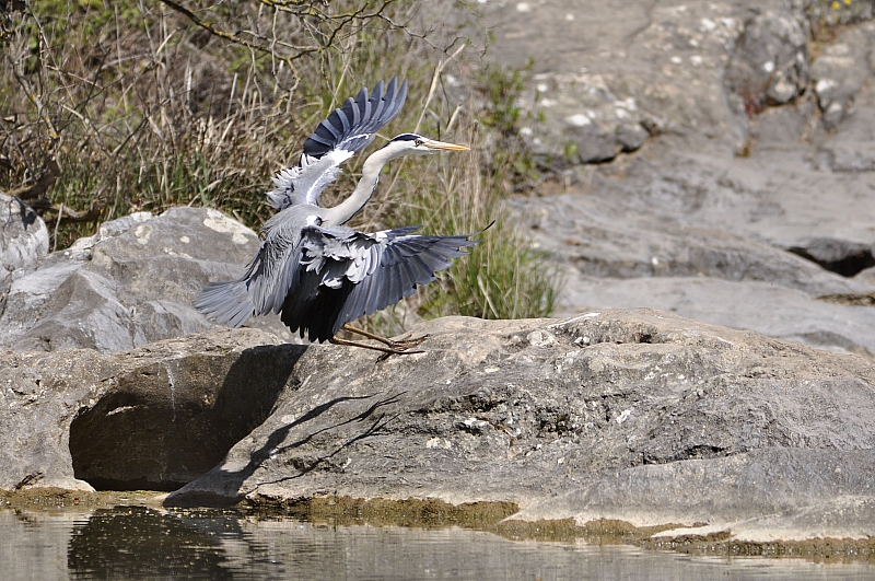 Grey Heron