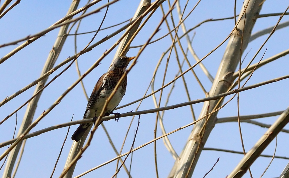 Fieldfare