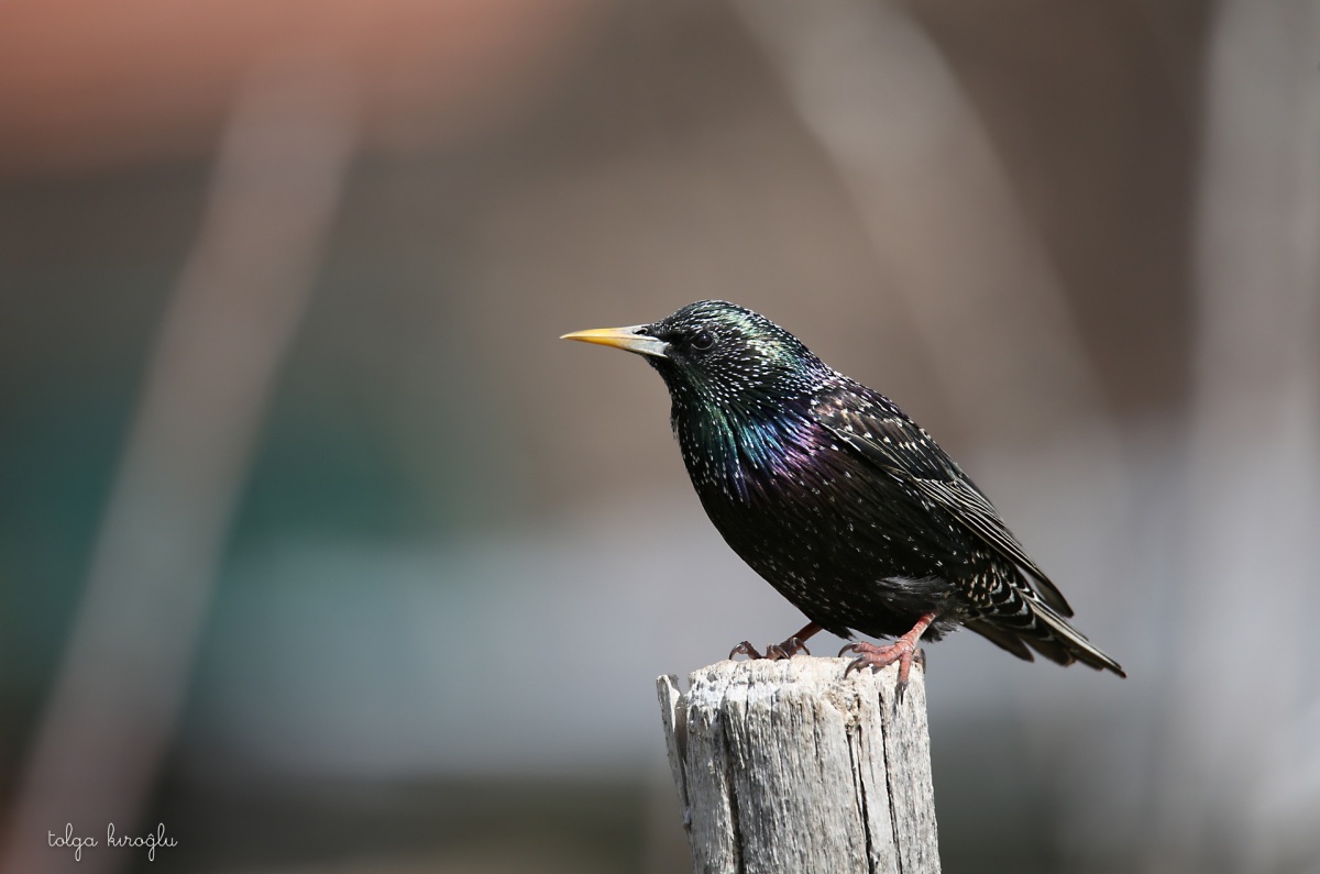 Common Starling
