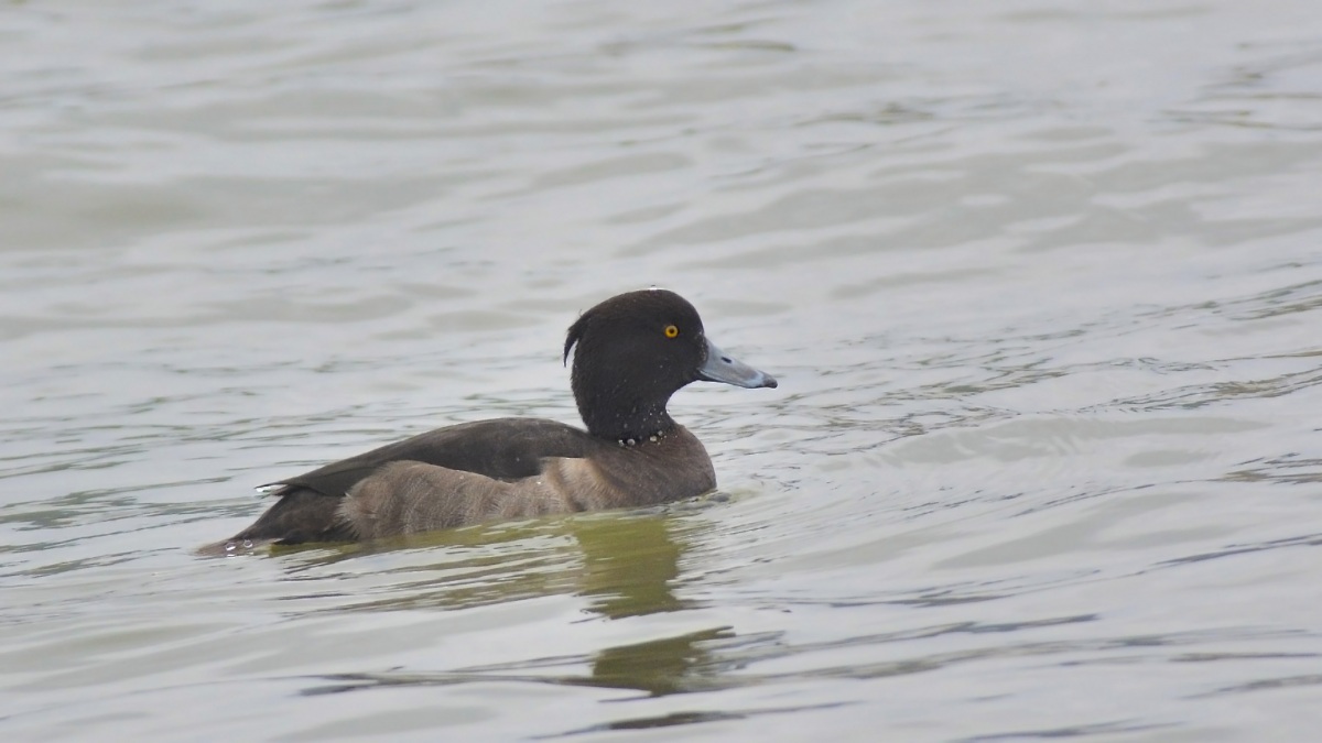 Tufted Duck