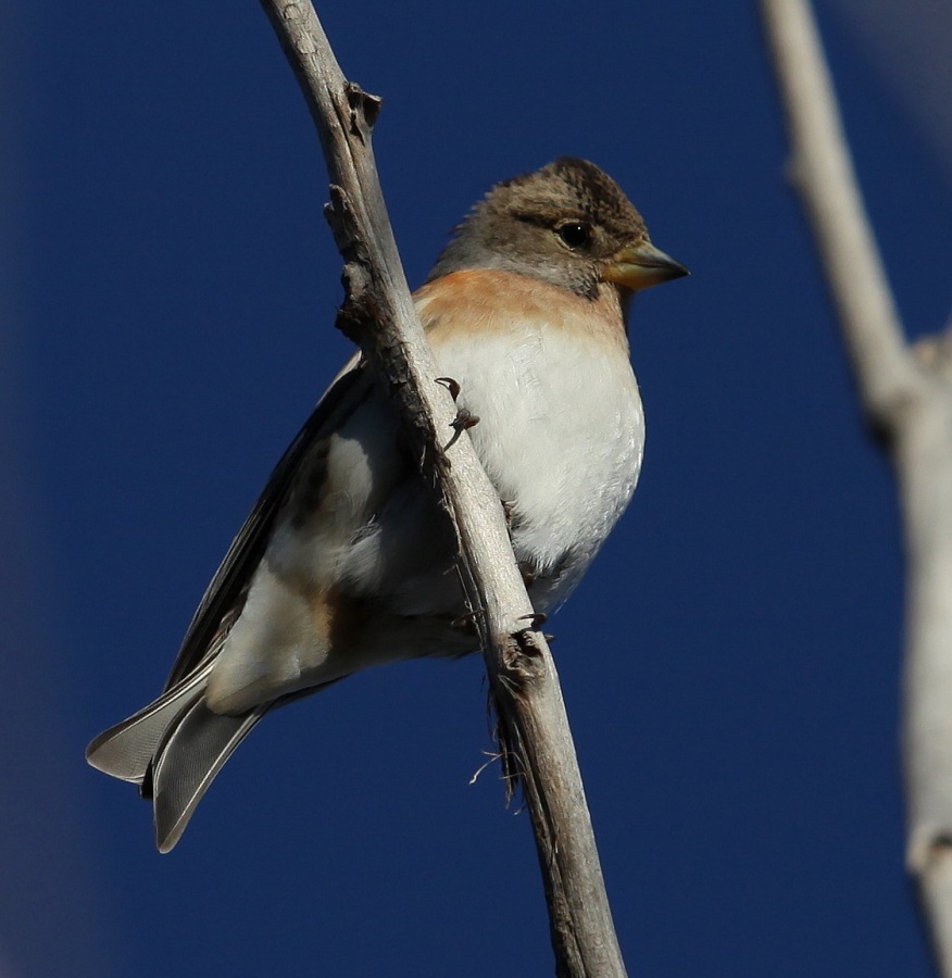 Brambling